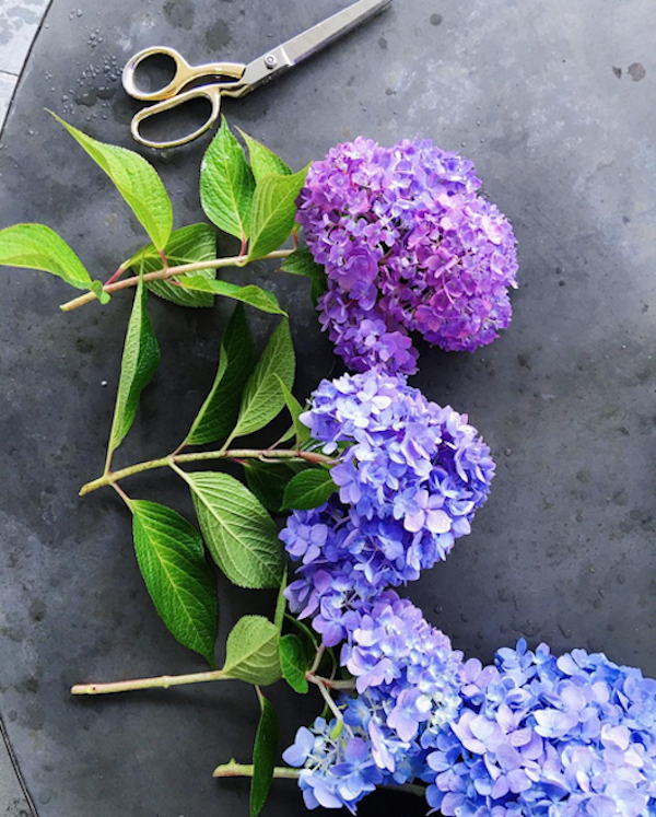 fresh cut hydrangeas