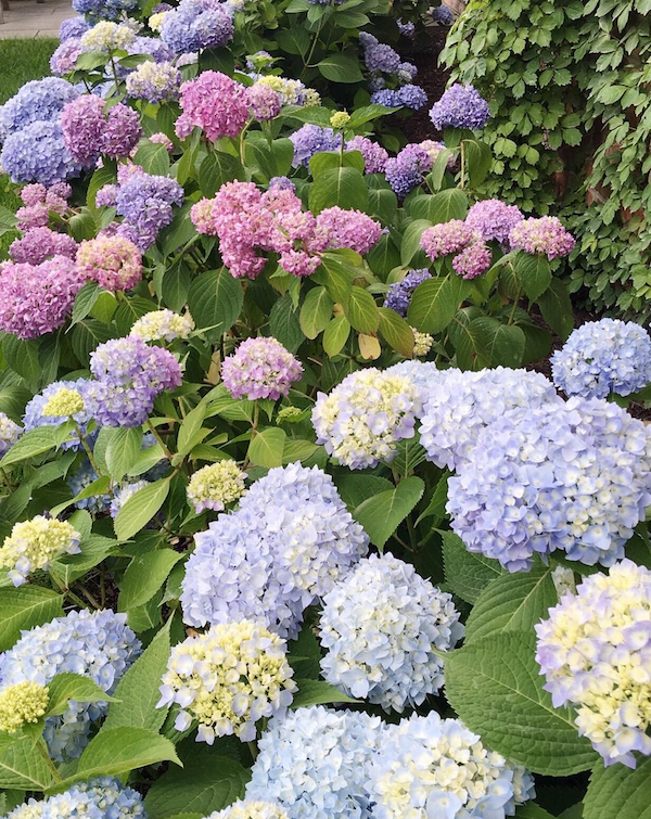 hydrangea flowers in full bloom.