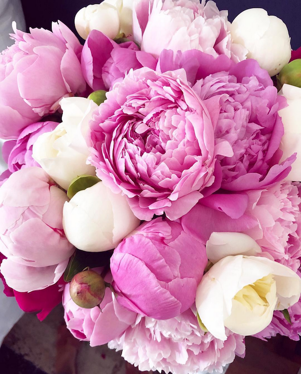 fresh pink peonies