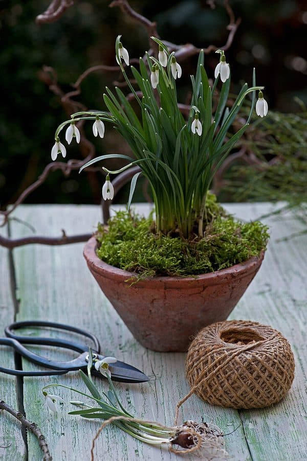 potted white snow drop flowers, scissors and twine.