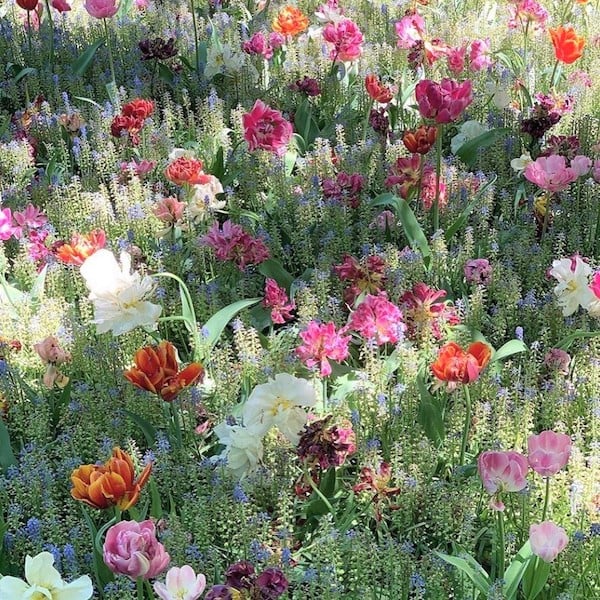 tulips and wildflowers