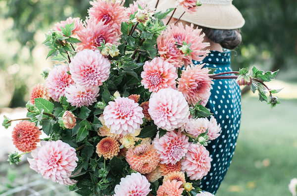 armful of dahlias