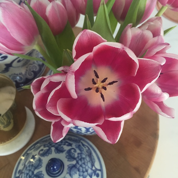 pink tulip close up.