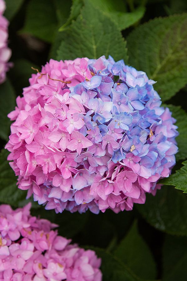 pink blue hydrangea combo