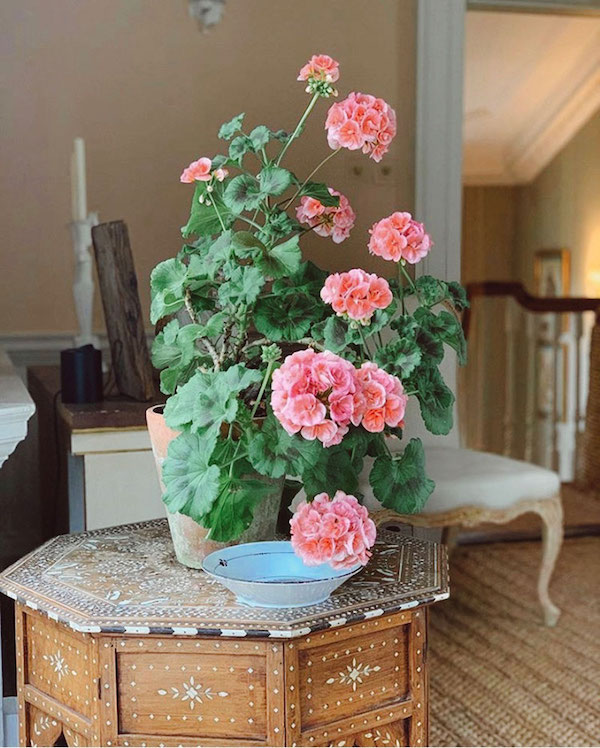 pink geranium flower plant