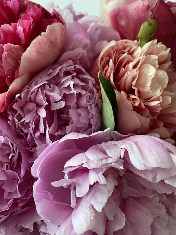 close up of pink peonies