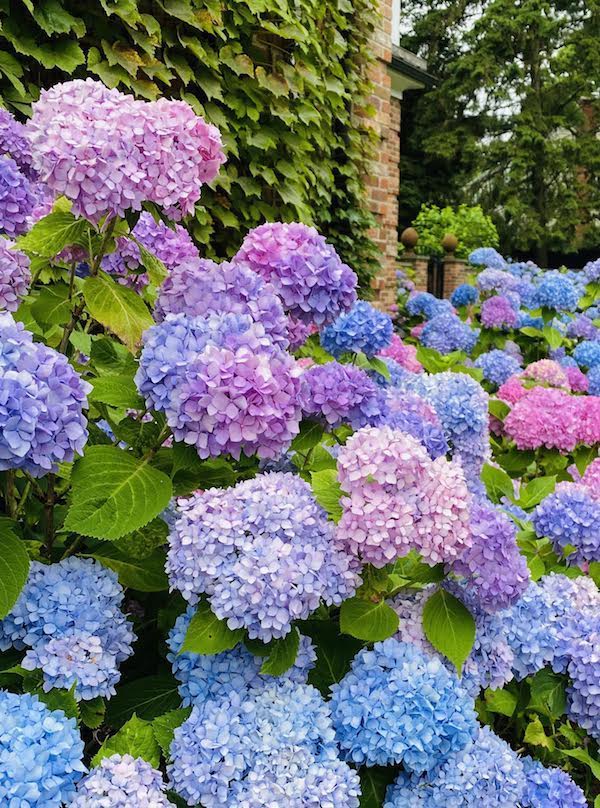 close up of big beautiful blue and pink hydrangeas