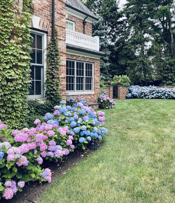 Hydrangea flower bushes planted along a house foundation as a landscape idea.