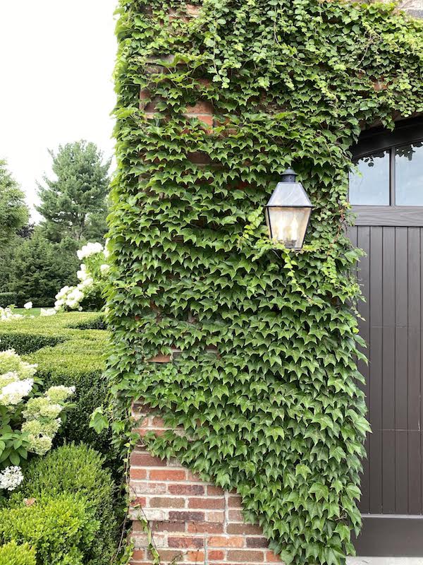 Boston Ivy growing on brick wall of house Boston Ivy growing on brick wall of house