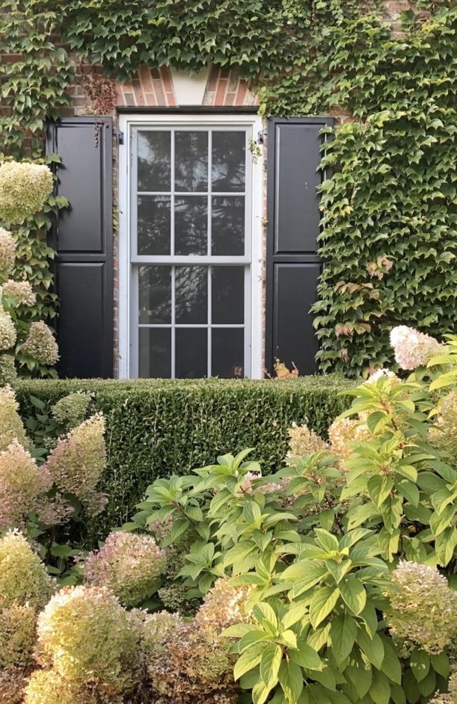 big beautiful limelight hydrangeas