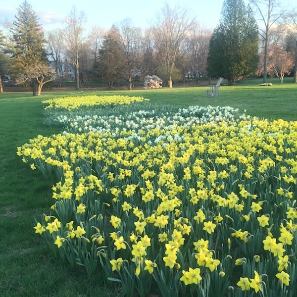 daffodils in bloom at Irwin Park in New Canaan CT