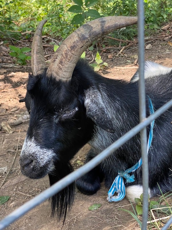 Goat found in park in New Canaan