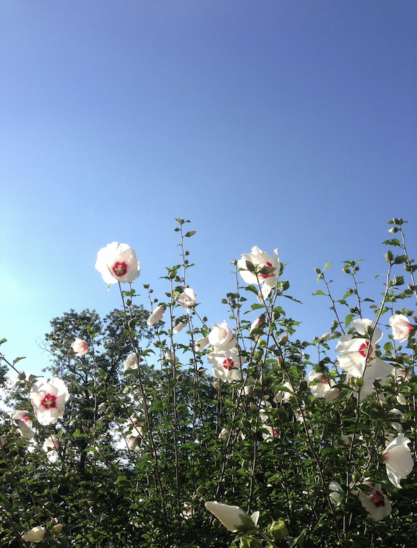 pink flowers against a bright blue sky.