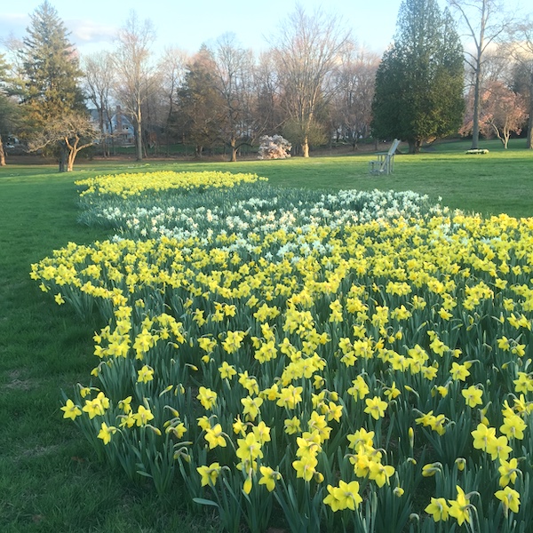 hundreds of daffodils in bloom.