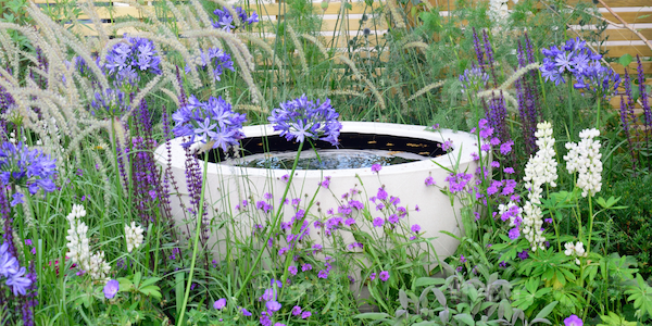 purple flowers around a small round water garden feature.