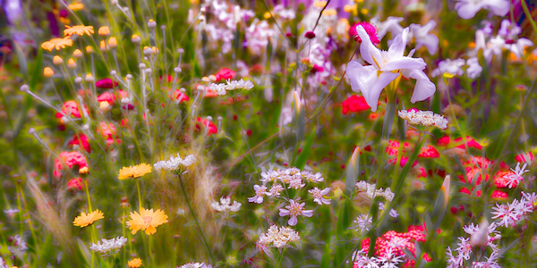 wildflowers