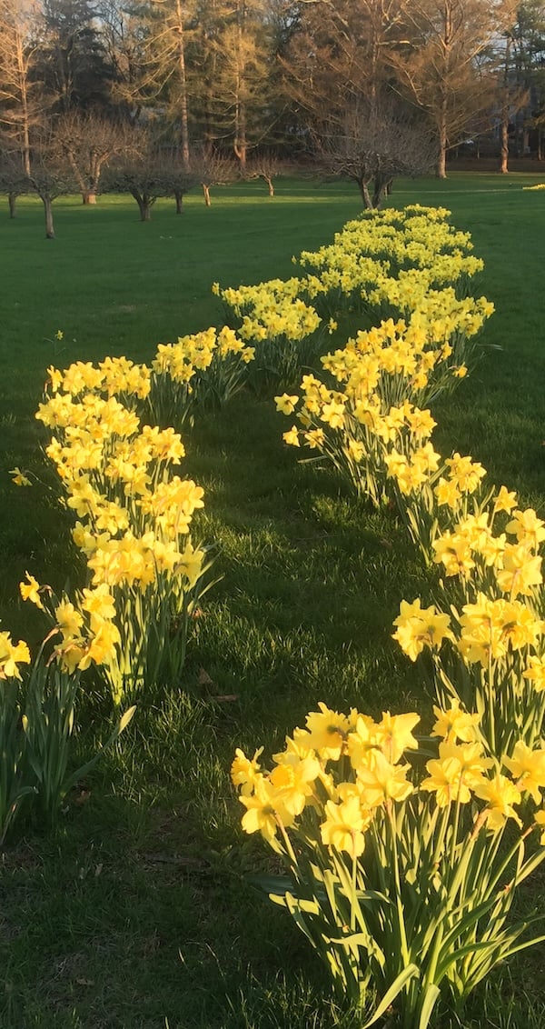 daffodil garden.