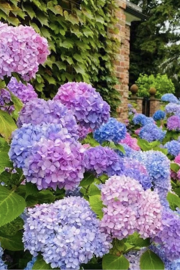 new england hydrangeas